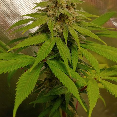 Special Queen #1 growlog timeline photo