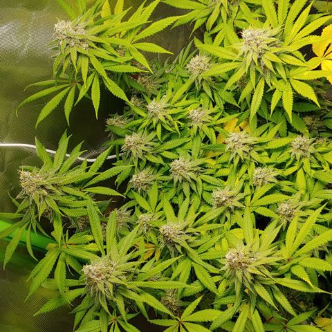 Special Queen #1 growlog timeline photo