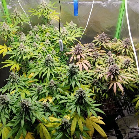 OG Kush growlog timeline photo