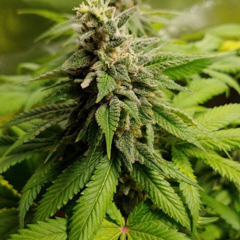 Northern Lights growlog timeline photo
