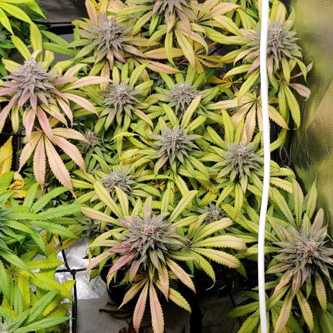 OG Kush growlog timeline photo