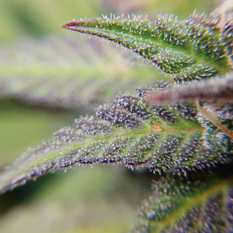 OG Kush growlog timeline photo
