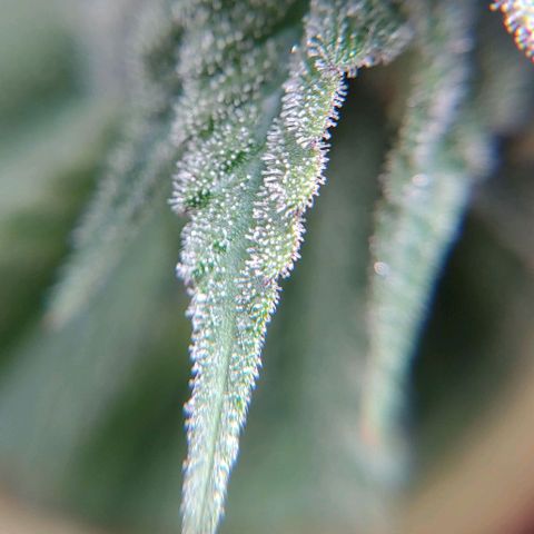 Northern Lights growlog timeline photo