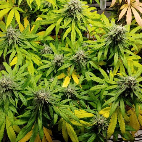 Northern Lights growlog timeline photo