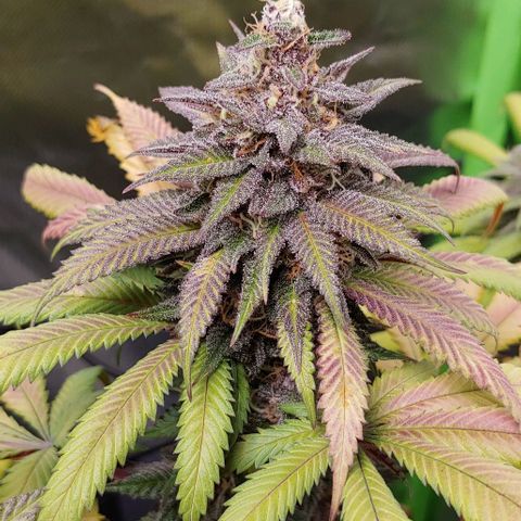 OG Kush growlog timeline photo