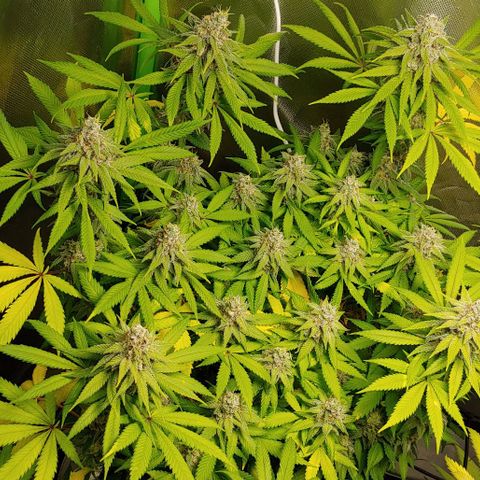 Special Queen #1 growlog timeline photo