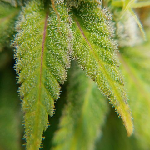 Special Queen #1 growlog timeline photo