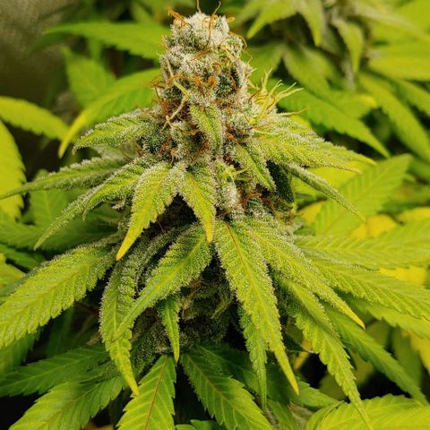 Special Queen #1 growlog timeline photo