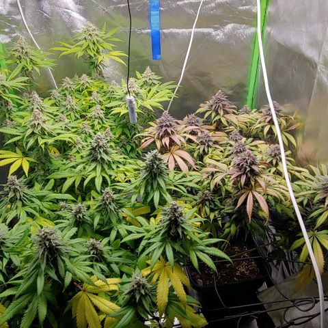 OG Kush growlog timeline photo