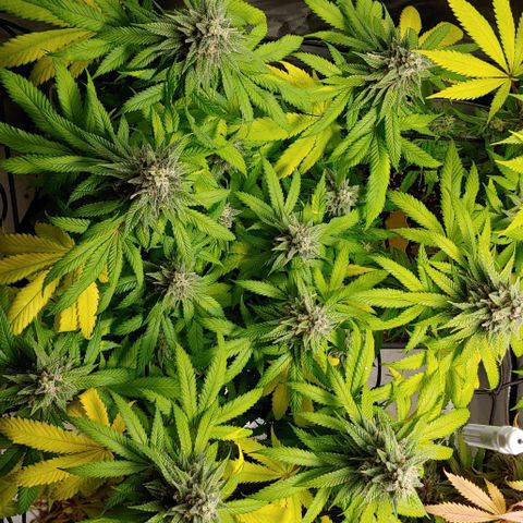 Northern Lights growlog timeline photo