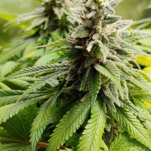 Northern Lights growlog timeline photo
