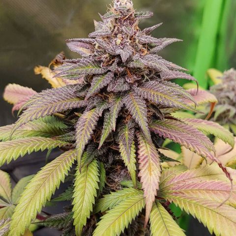 OG Kush growlog timeline photo