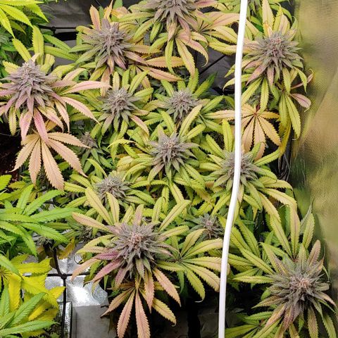 OG Kush growlog timeline photo
