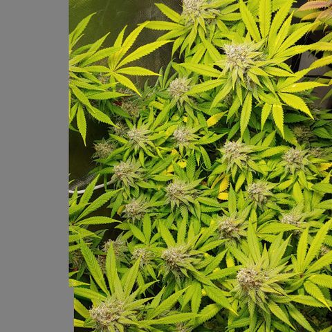 Special Queen #1 growlog timeline photo