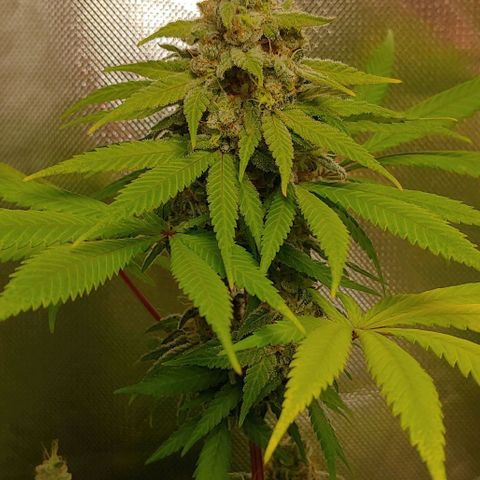 Special Queen #1 growlog timeline photo