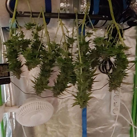 Northern Lights growlog timeline photo
