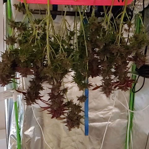 OG Kush growlog timeline photo