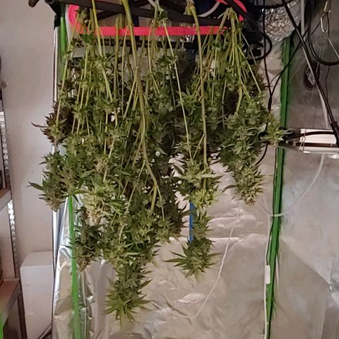 Special Queen #1 growlog timeline photo