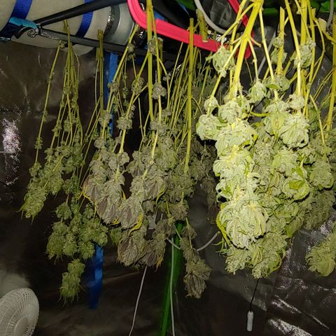 OG Kush growlog timeline photo
