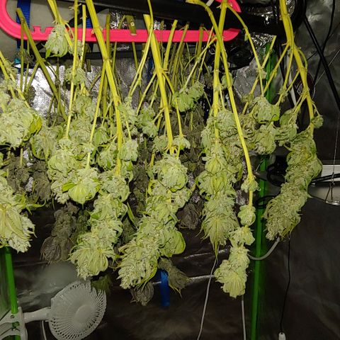 Northern Lights growlog timeline photo