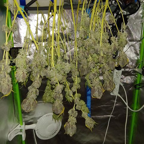 OG Kush growlog timeline photo