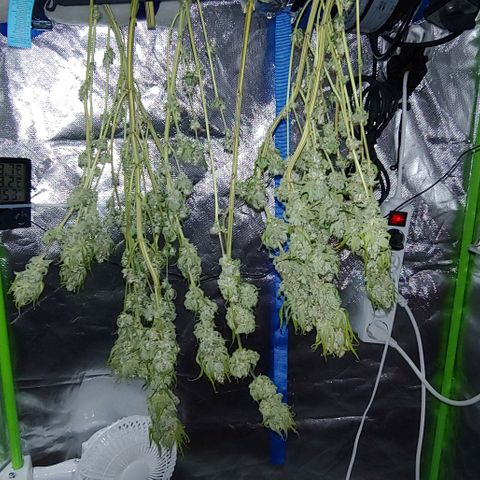 Special Queen #1 growlog timeline photo