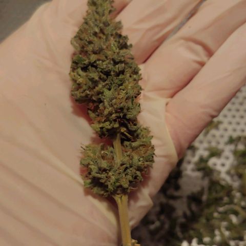 Northern Lights growlog photo: 34,98g
Für meinen ersten Grow bin ich sehr stolz!