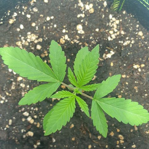 Blauer Edelstein 💎  growlog timeline photo