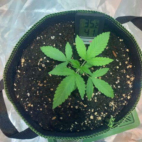 Blauer Edelstein 💎  growlog timeline photo