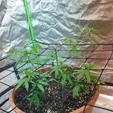 Blauer Edelstein 💎  growlog timeline photo