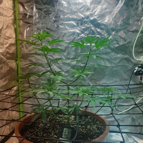 Blauer Edelstein 💎  growlog timeline photo