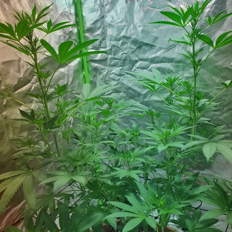 Blauer Edelstein 💎  growlog timeline photo