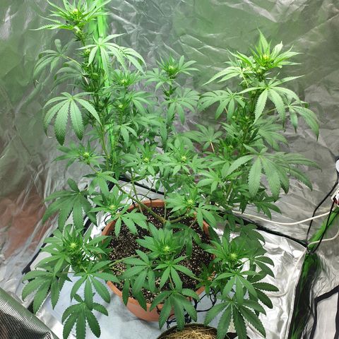 Blauer Edelstein 💎  growlog timeline photo