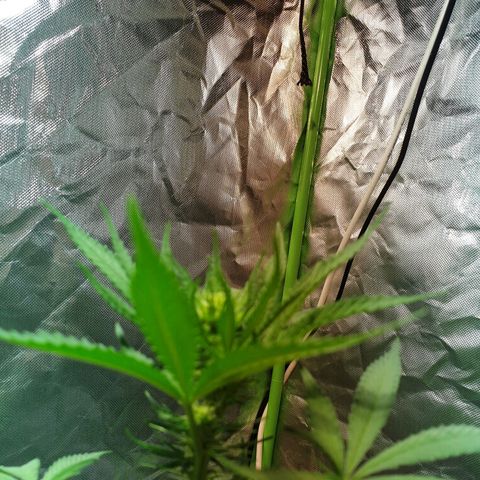 Blauer Edelstein 💎  growlog timeline photo