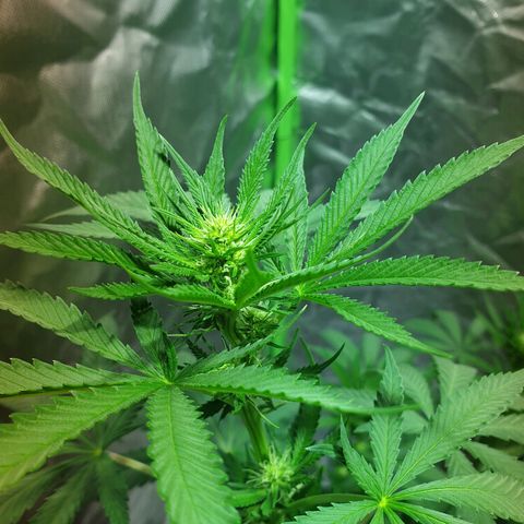 Blauer Edelstein 💎  growlog timeline photo