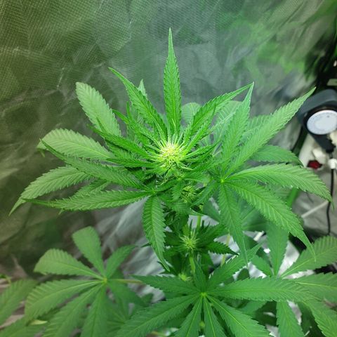 Blauer Edelstein 💎  growlog timeline photo