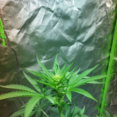 Blauer Edelstein 💎  growlog timeline photo