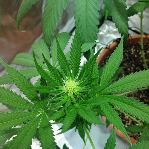 Blauer Edelstein 💎  growlog timeline photo