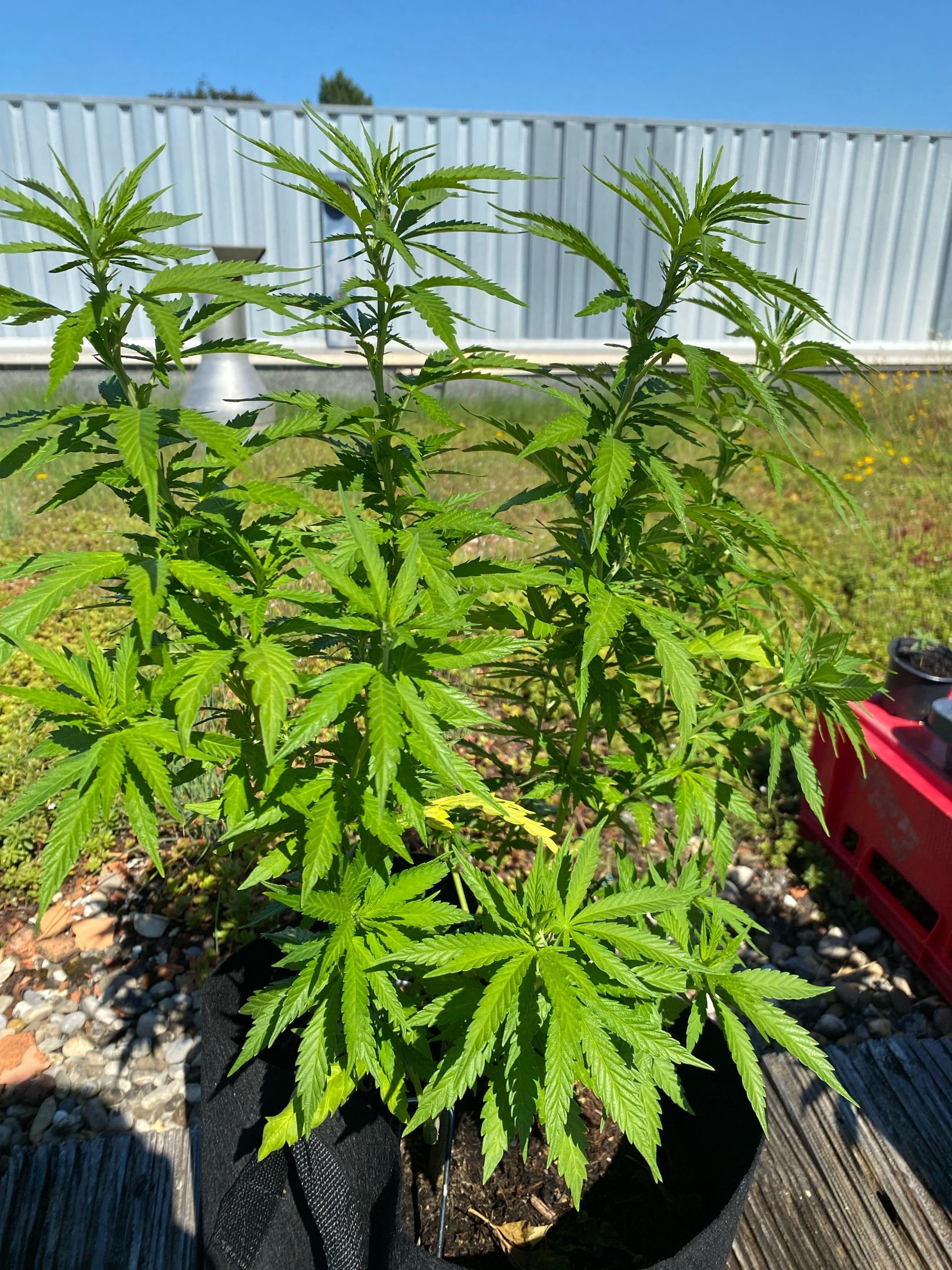 White Widow growlog header