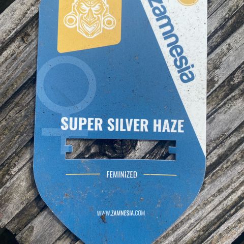 Super Silver Haze growlog timeline photo