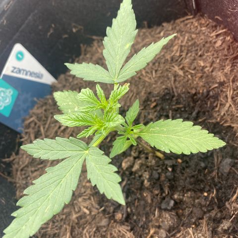 Northern Lights growlog timeline photo