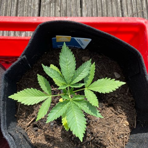 Super Silver Haze growlog timeline photo
