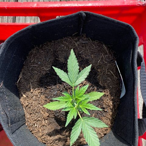 Grape Ape Auto F1 growlog timeline photo