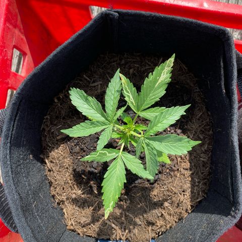 AK-420 Auto growlog timeline photo
