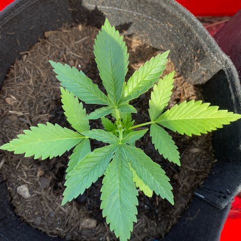 Super Silver Haze growlog timeline photo