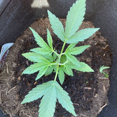Grape Ape Auto F1 growlog timeline photo