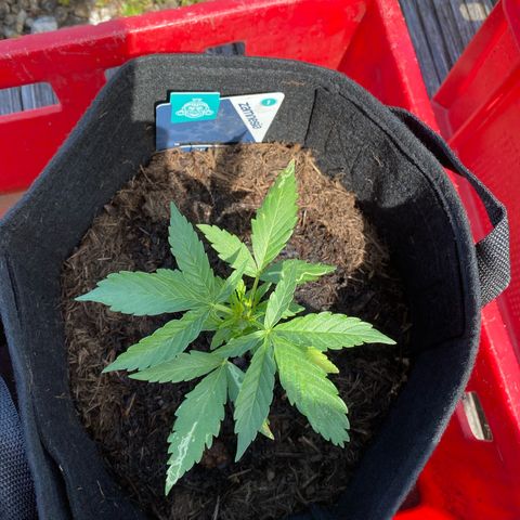 AK-420 Auto growlog timeline photo