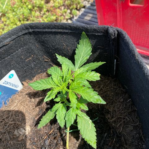 Northern Lights growlog timeline photo