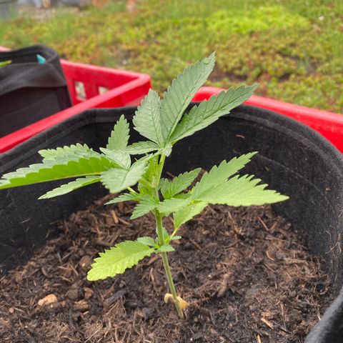 Super Silver Haze growlog timeline photo