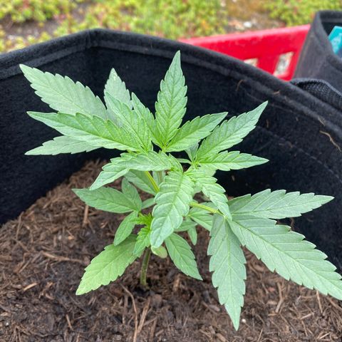 Grape Ape Auto F1 growlog timeline photo